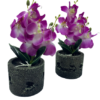 Blooms Decor IMG_0685-removebg-preview-100x100 Plante KAVE  