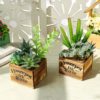 Blooms Decor blooms-decor-cactus-en-pot-bois-100x100 Plante LYNA  