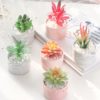 Blooms Decor blooms-decor-cactus-en-pot-marbre-100x100 EL CORTE CACTUS  