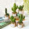 Blooms Decor blooms-decor-plante-en-conserve-100x100 Mini plante OLLA  