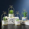 Blooms Decor blooms-decor-plante-en-pot-et-cage-suspendu-100x100 Mini plante SALY  