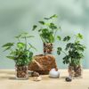 Blooms Decor blooms-decor-plante-en-pot-verre-cailloux-100x100 Lanterne orientale - 2 pieces  